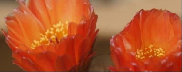 花长腻虫用什么药（花上长腻虫有效处理方法）