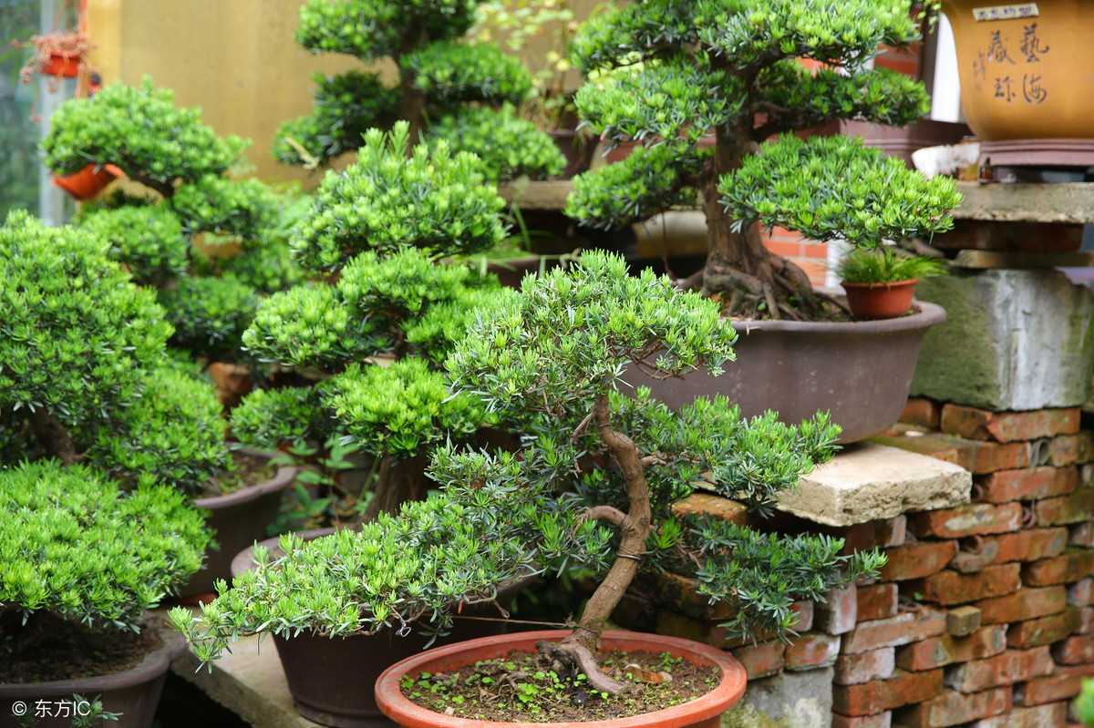 罗汉松怕冻吗（罗汉松的耐寒越冬方法介绍）