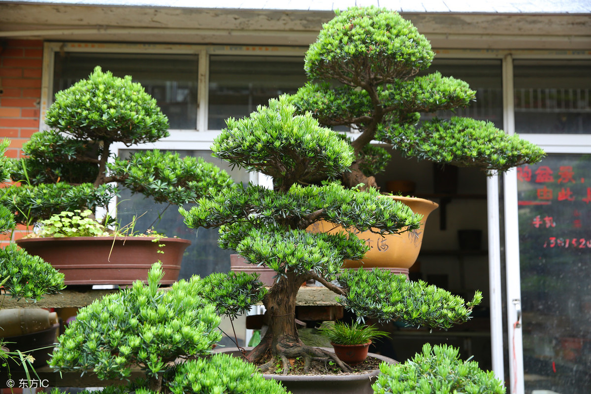 罗汉松怕冻吗（罗汉松的耐寒越冬方法介绍）