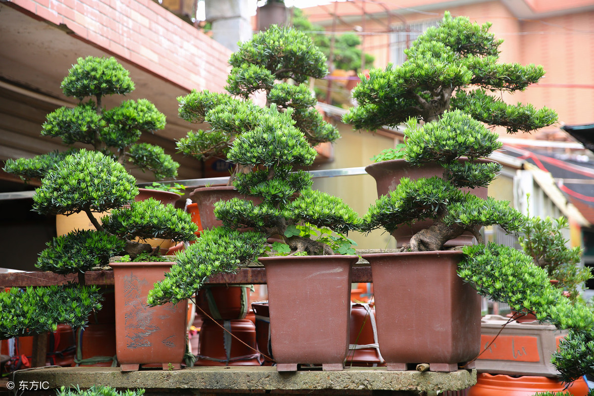 罗汉松怕冻吗（罗汉松的耐寒越冬方法介绍）