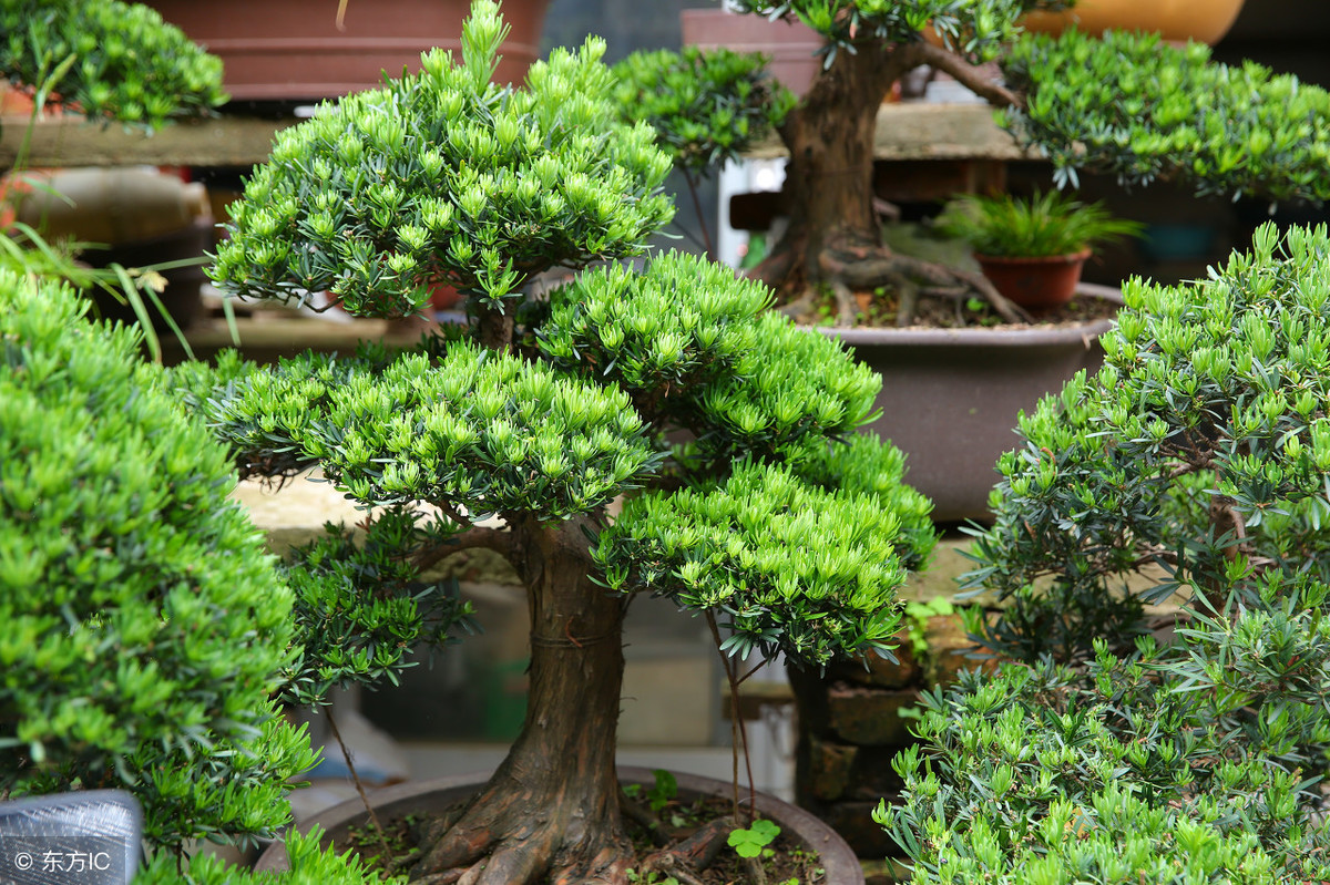 罗汉松怕冻吗（罗汉松的耐寒越冬方法介绍）