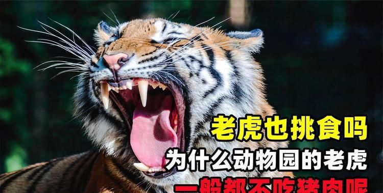 东北虎饲养员为什么不被吃
