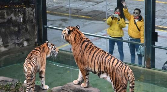 动物园的老虎为什么不咬人