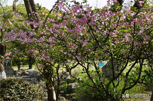 植物图鉴:垂丝海棠