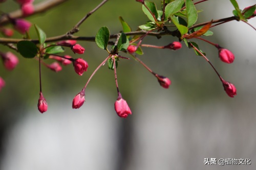 植物图鉴:垂丝海棠