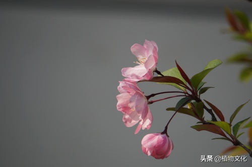 植物图鉴:垂丝海棠