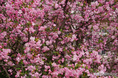 植物图鉴:垂丝海棠