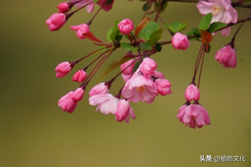 植物图鉴:垂丝海棠