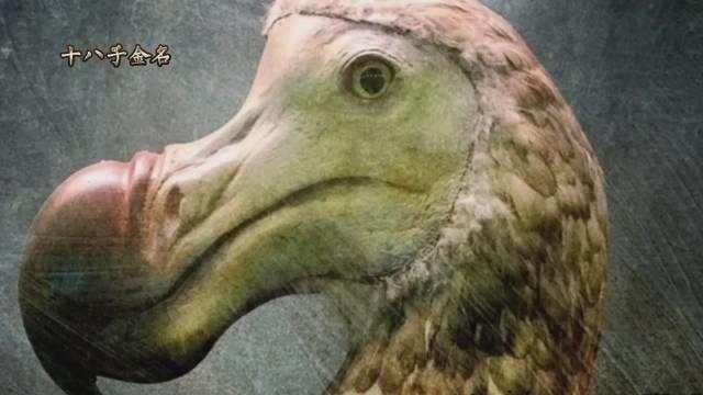 渡渡鸟灭绝的原因？……