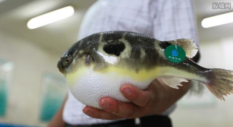 河豚皮的营养价值及功效