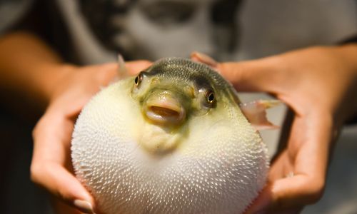 河豚的营养价值及功效与作用