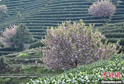 ​浙江杭州：樱花点缀茶园春色