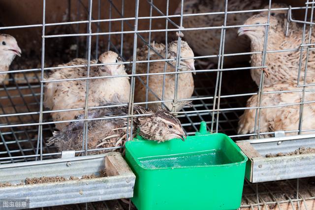 鹌鹑的养殖技术（肉质鲜嫩的鹌鹑）(5)