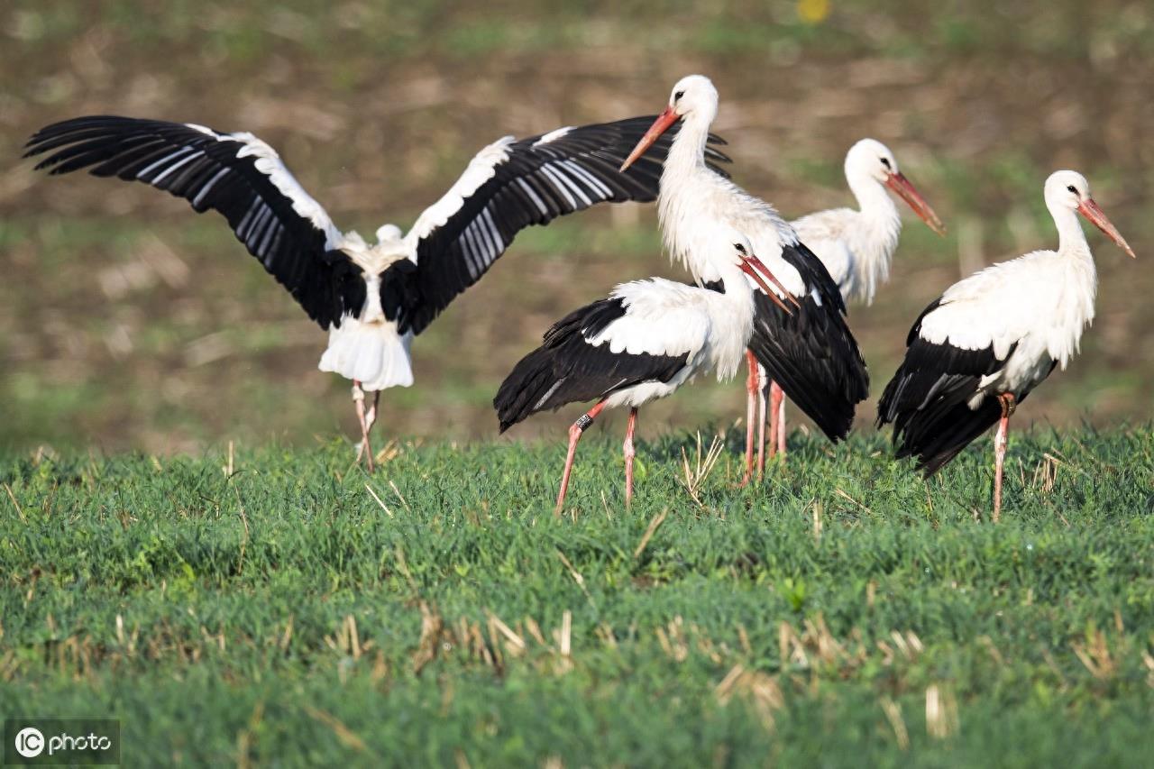 在欧洲,人们称白鹳称为“送子鸟”