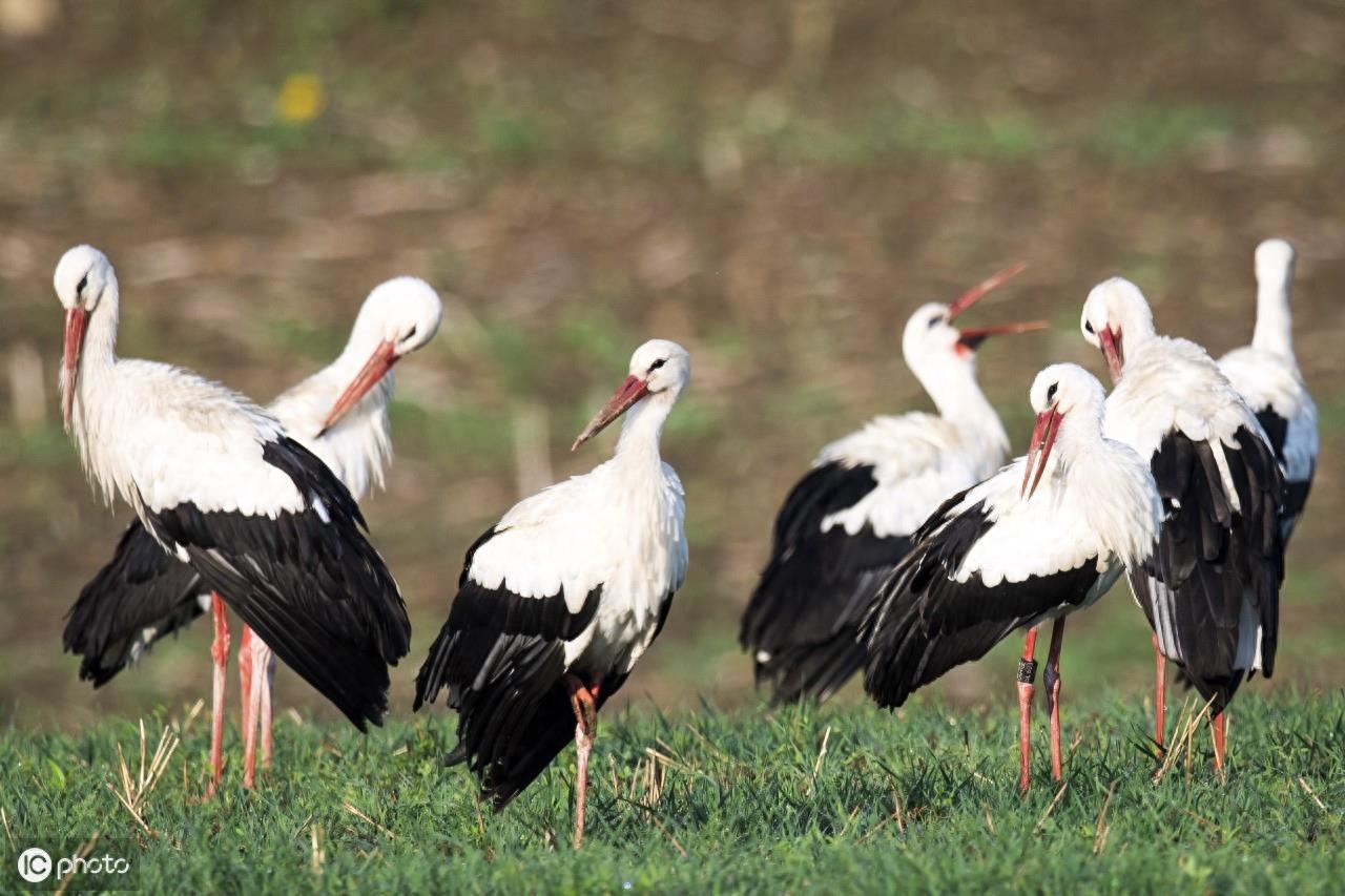 在欧洲,人们称白鹳称为“送子鸟”