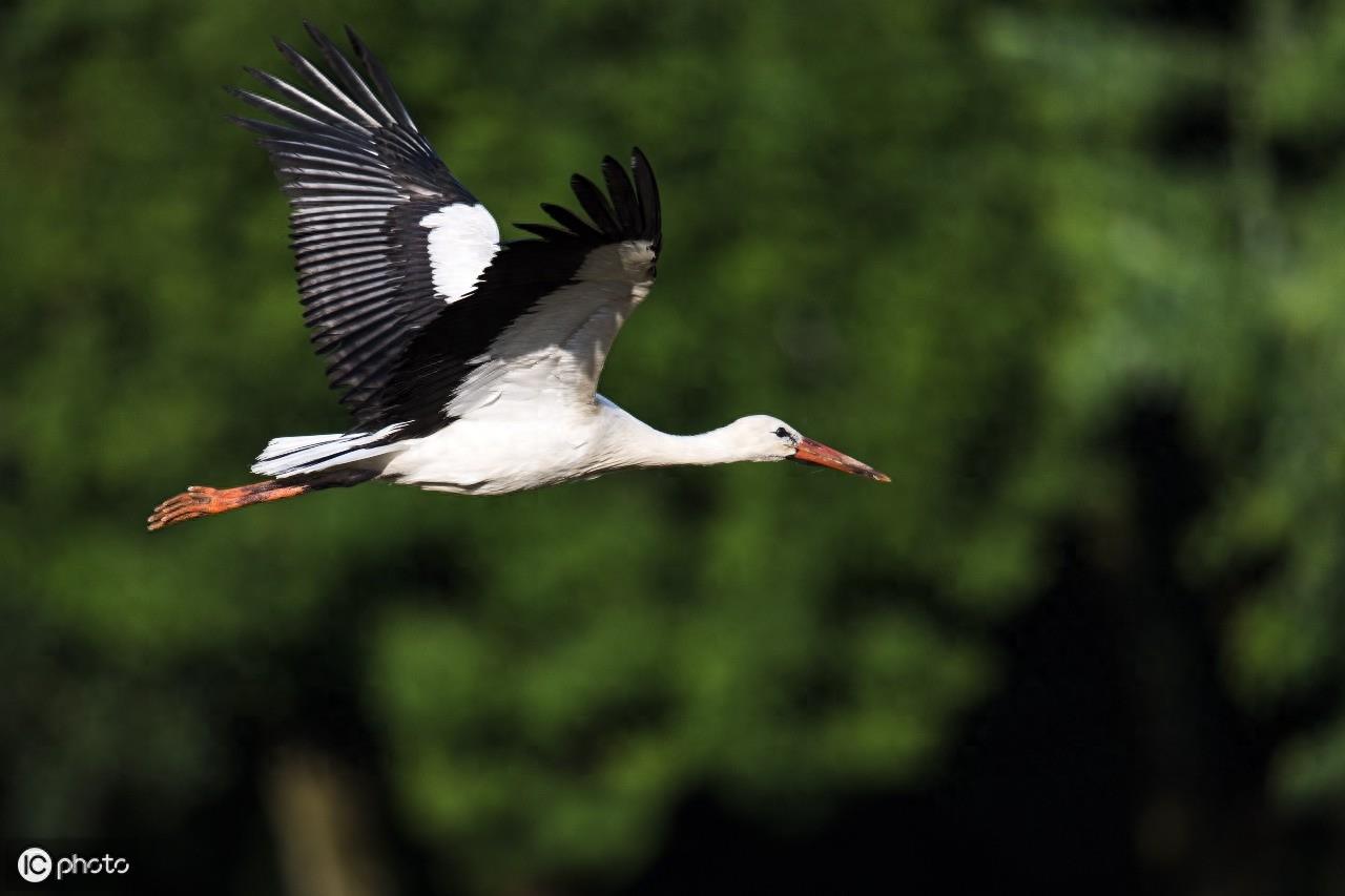 在欧洲,人们称白鹳称为“送子鸟”