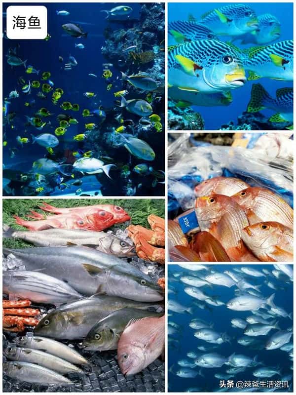 口感好的海鱼（十大最好吃的海鱼）