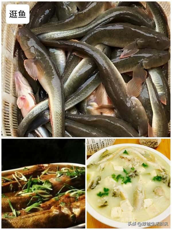 口感好的海鱼（十大最好吃的海鱼）