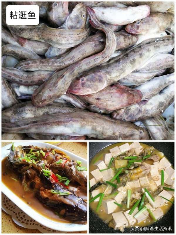 口感好的海鱼（十大最好吃的海鱼）