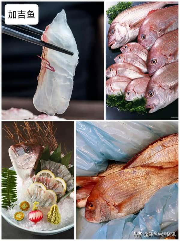 口感好的海鱼（十大最好吃的海鱼）