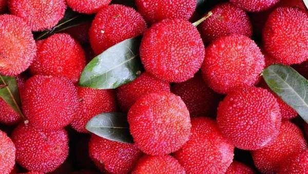 杨梅怎么保存时间长,杨梅上市的时间极短吗图3