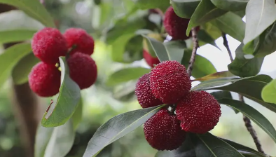 杨梅怎么保存时间长,杨梅上市的时间极短吗图5