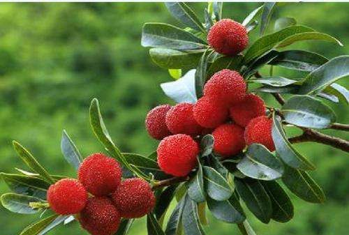 杨梅怎么保存时间长,杨梅上市的时间极短吗图1