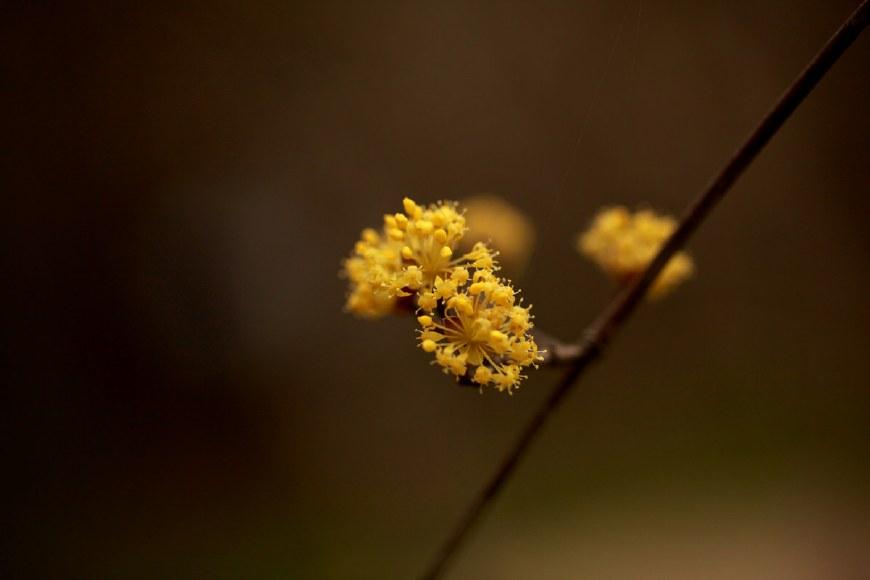 茱萸比喻男的什么部位(茱萸比喻男子胸前哪个部位)