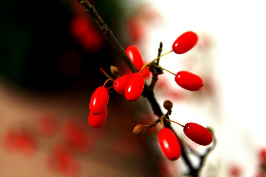 茱萸比喻男的什么部位(茱萸比喻男子胸前哪个部位)