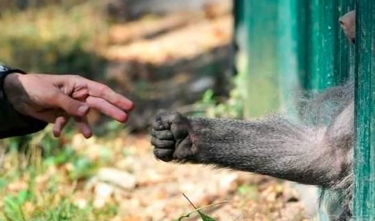 重庆言子,重庆人爱喝酒,爱划拳,有哪些划拳言子?图4