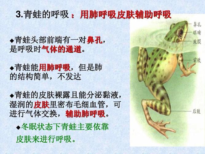 青蛙是通过肺来呼吸吗(除了肺之外青蛙还靠哪个器官来呼吸)
