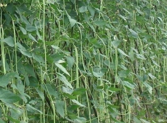 缸豆可以生吃吗？缸豆可以炒鸡蛋吗