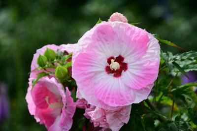 ​芭比粉也活跃于夏日植物界，这份专属打卡指南请收下