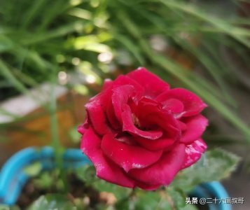 ​丁克族，一生并非自我潇洒，其实都是自私的群体