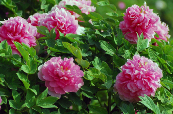 怎样一眼分辨牡丹花和芍药花(图3)