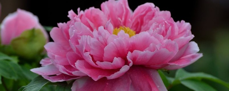 怎样一眼分辨牡丹花和芍药花(图1)