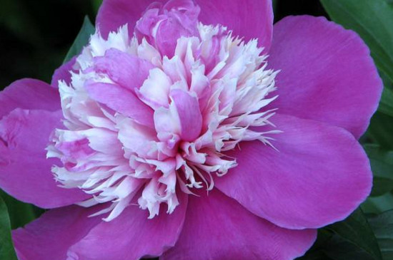 怎样一眼分辨牡丹花和芍药花(图2)