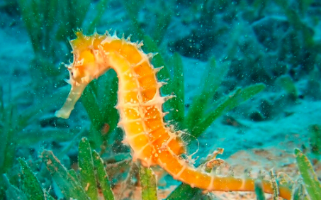 海马是什么动物是哺乳动物,海马是哺乳动物类吗图1