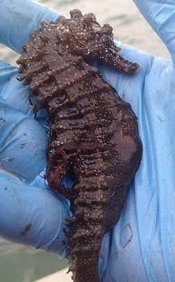 海马是哺乳动物类吗