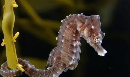 海马是什么动物是哺乳动物,海马是哺乳动物类吗图3