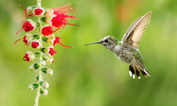 根据动物发明的东西,通过动物发明的东西有哪些100作文只写一种动物图4