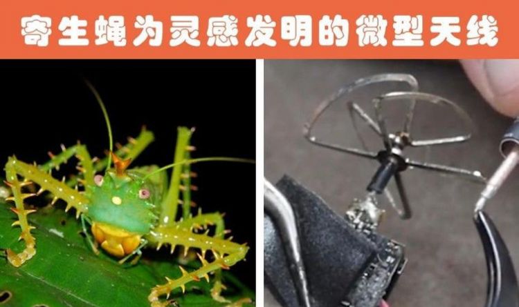 通过动物发明的东西有哪些100作文只写一种动物