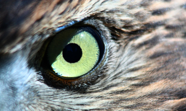 根据动物发明的东西,通过动物发明的东西有哪些100作文只写一种动物图5