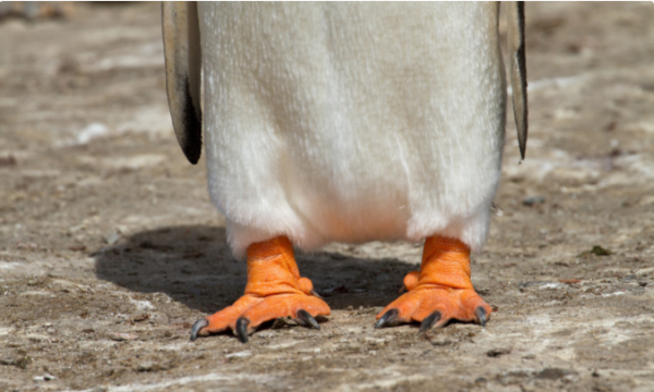 根据动物发明的东西,通过动物发明的东西有哪些100作文只写一种动物图6