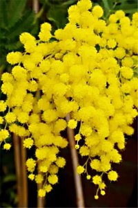 ​金合欢～昼开夜合，满树辉煌，香味浓郁