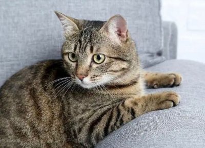 ​纯种狸花猫有哪些特点呢？