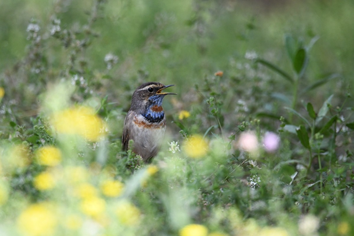 实拍北京人喜爱的宠物鸟，有着悦耳叫声的蓝点颏
