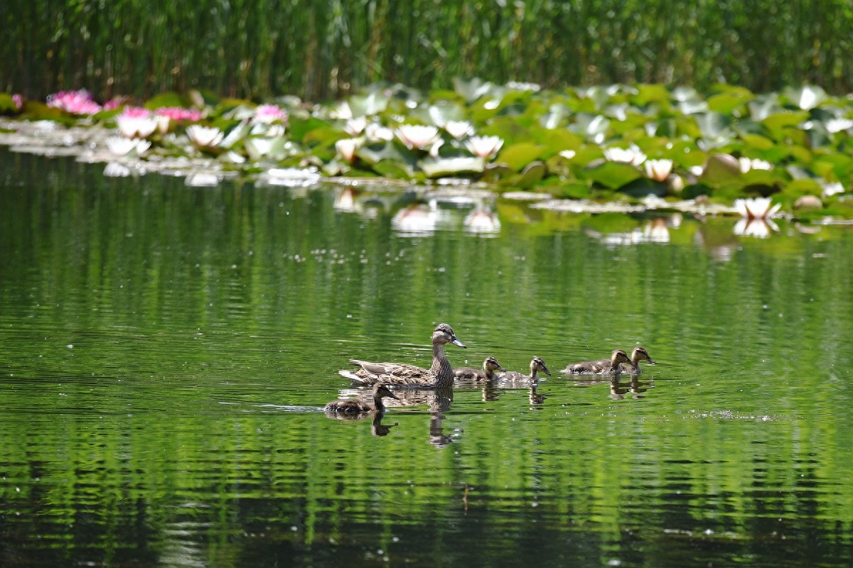实拍北京人喜爱的宠物鸟，有着悦耳叫声的蓝点颏