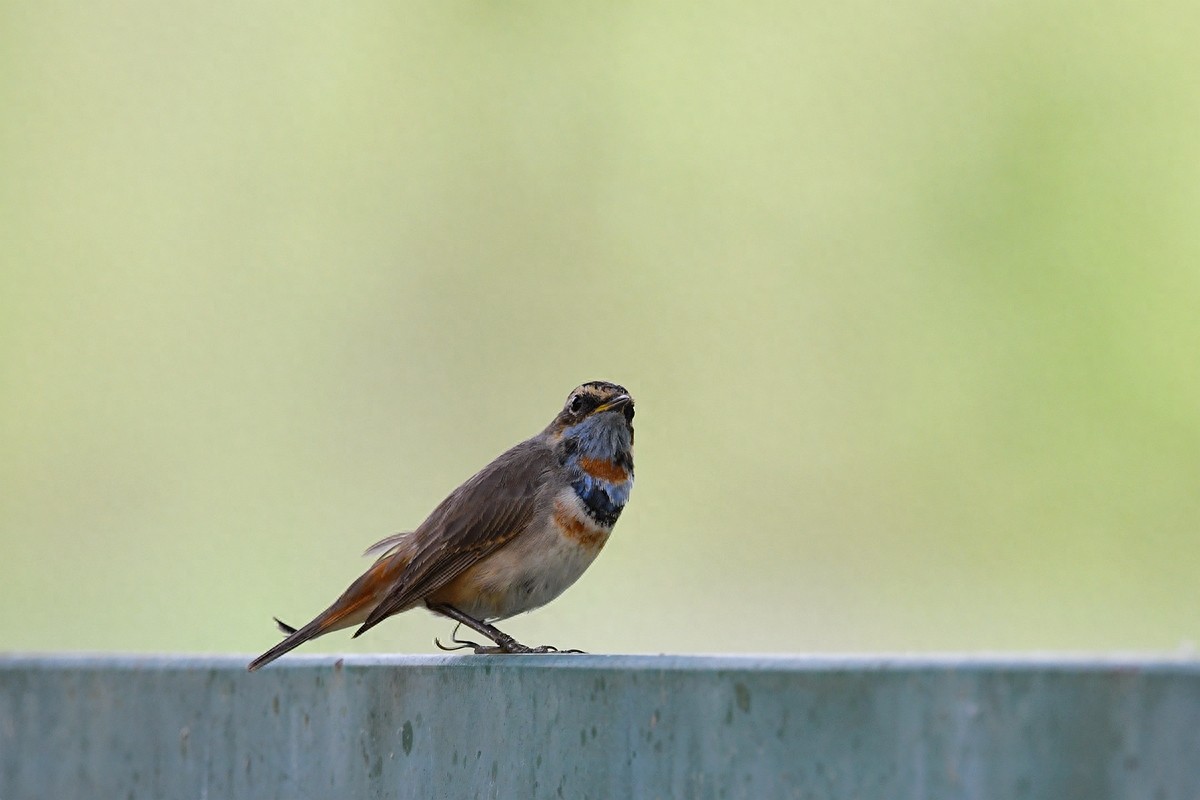 实拍北京人喜爱的宠物鸟，有着悦耳叫声的蓝点颏