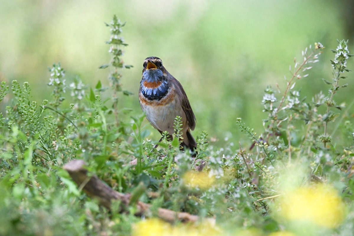 实拍北京人喜爱的宠物鸟，有着悦耳叫声的蓝点颏